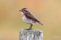 Whinchat