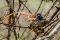 African Paradise-Flycatcher