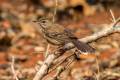 Red-backed Scrub-Robin