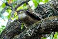 Brown Fish-Owl