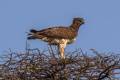 Martial Eagle