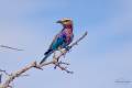 Lilac-breasted Roller