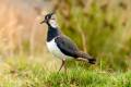 Northern Lapwing