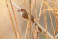 Yellow-eyed Babbler