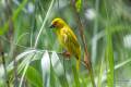 African Golden Weaver