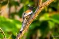 Rufous Treepie