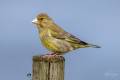 European Greenfinch