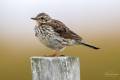 Meadow Pipit