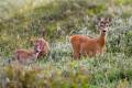 European Roe Deer