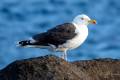 Great Black-backed Gull