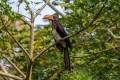 Crowned Hornbill