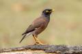 Common Myna