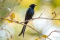 Black Drongo