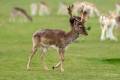 European Fallow Deer