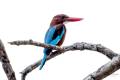 White-throated Kingfisher