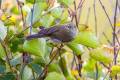 Common Chiffchaff