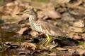 Indian Pond Heron