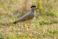 Yellow-wattled Lapwing