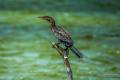 Long-tailed Cormorant