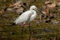 Little Egret