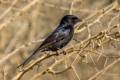 Fork-tailed Drongo