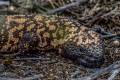 Gila Monster