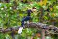 Malabar Pied Hornbill