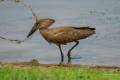 Hamerkop