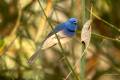 Black-naped Monarch