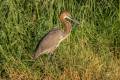 Goliath Heron