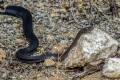 Coachwhip