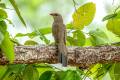 Sirkeer Malkoha