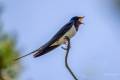 Barn Swallow