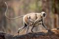 Northern Plains Grey Langur