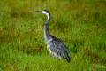 Black-headed Heron