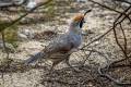 Gambel's Quail