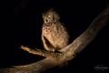 Spotted Eagle-Owl