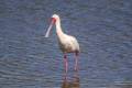 African Spoonbill