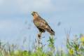 Steppe Buzzard