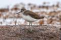 Green Sandpiper