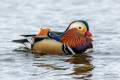 Mandarin Duck