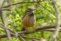 Cactus Wren