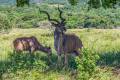 Greater Kudu