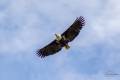 African Fish Eagle