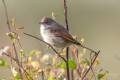 Common Whitethroat