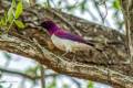 Violet-backed Starling