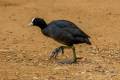 Eurasian Coot