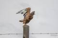 Steppe Buzzard