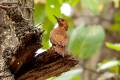 Rufous Woodpecker