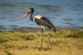 Saddle-billed Stork